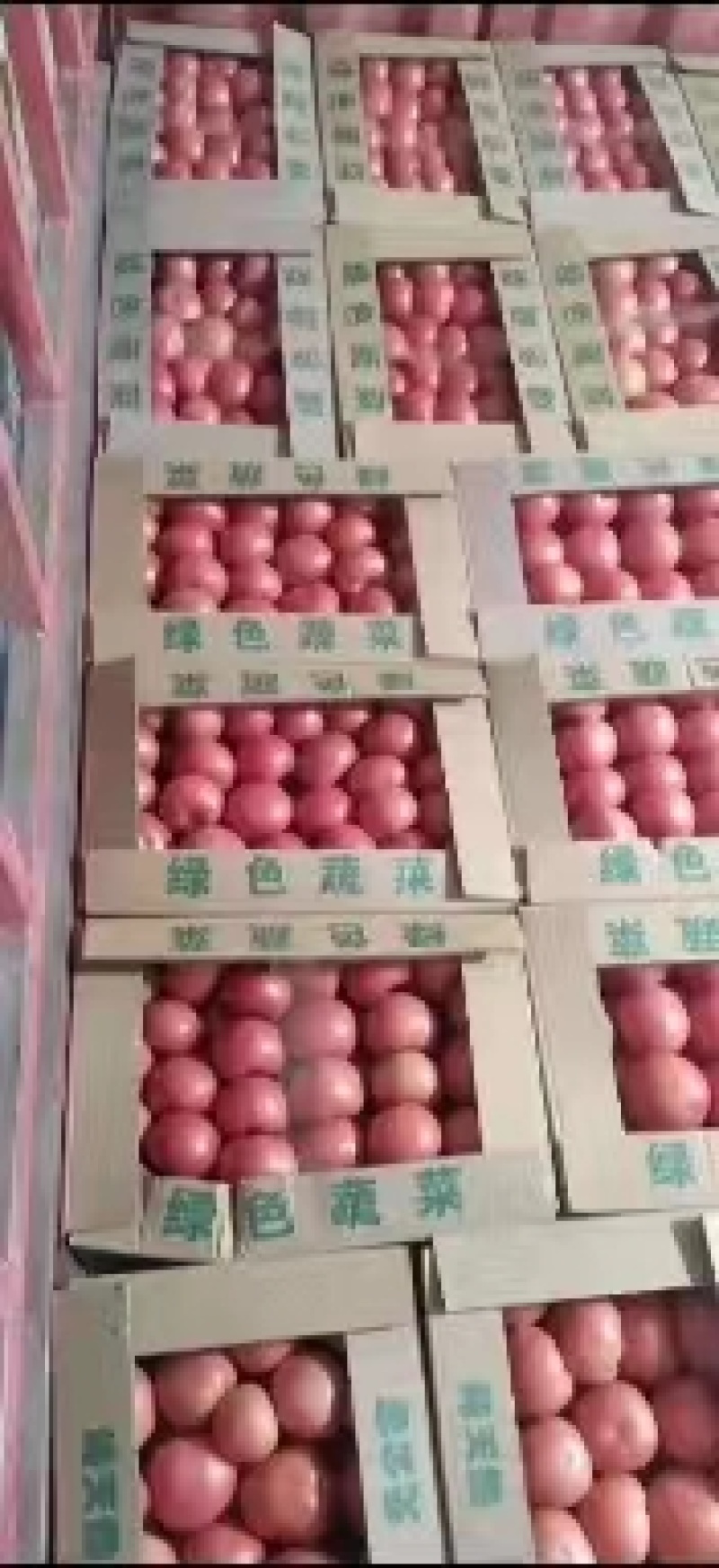 《推荐》新疆西红柿精品硬粉西红柿大量上市品质保证电联