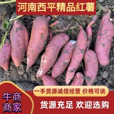 黑土地精品商薯19，口感香糯甜商场商超电商！