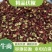 25年甘肃【伏椒】麻香味俱全，色红、粒饱满