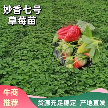 【草莓苗】妙香七号天仙醉银川基地直供视频看货自由选择
