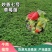 【草莓苗】妙香七号天仙醉银川基地直供视频看货自由选择