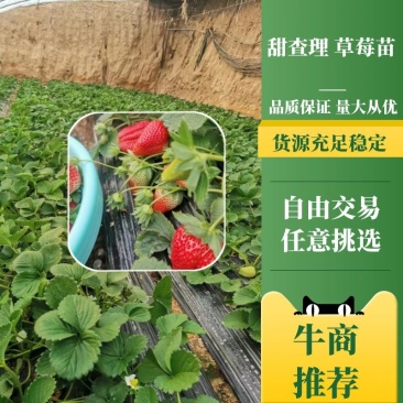 精品脱毒甜查理草莓苗产量高硬度大支持视频实地看货
