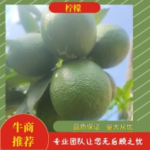精品青柠檬大量上市可对接商超全国发货