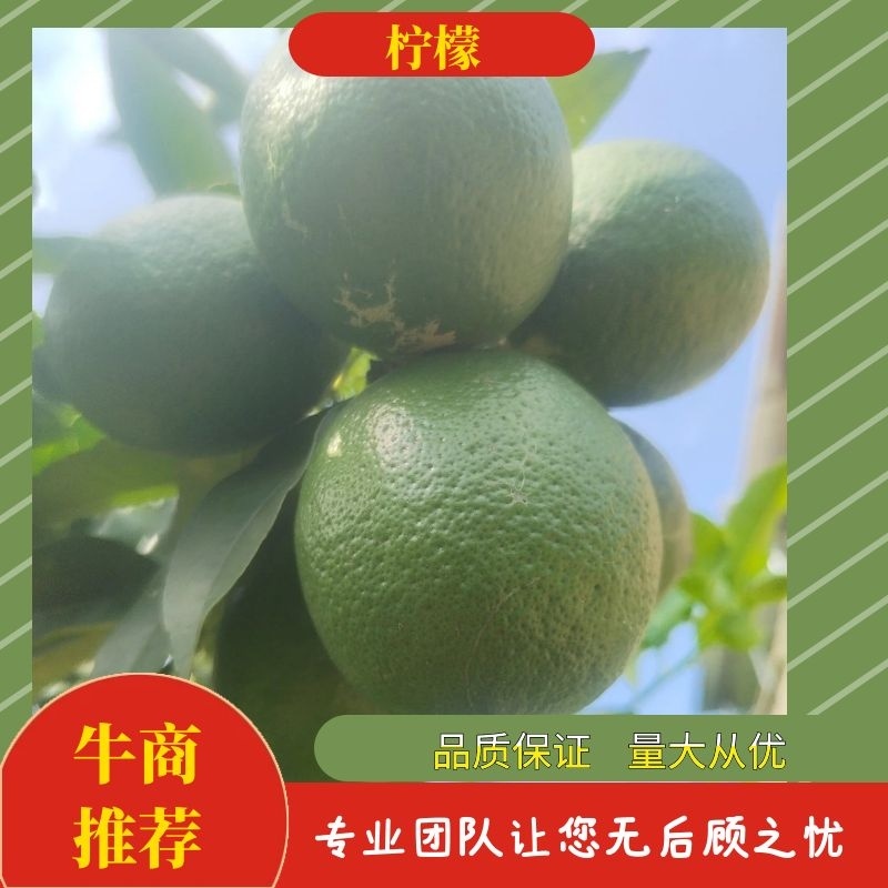 青柠檬大量上市产地直发一手货源欢迎咨询