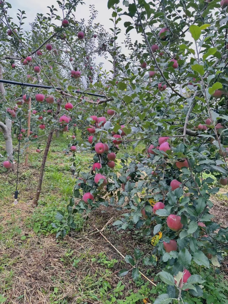 四川凉山冰糖心丑苹果一条龙发往全国量大从优有需致电