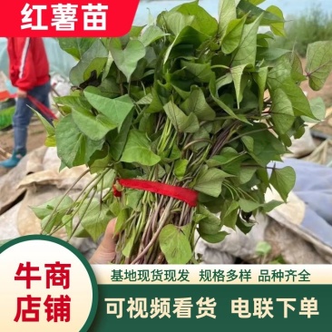 精品【红薯苗】成活率高品质优先假一赔十优质商家欢迎咨询
