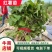 精品【红薯苗】成活率高品质优先假一赔十优质商家欢迎咨询
