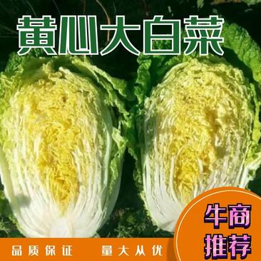 【精品】黄心白菜价格优惠产地一手货原市场货规格齐全