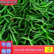 【热卖】贵州元青椒，朝天椒，香辣适中，基地种植，大量上市