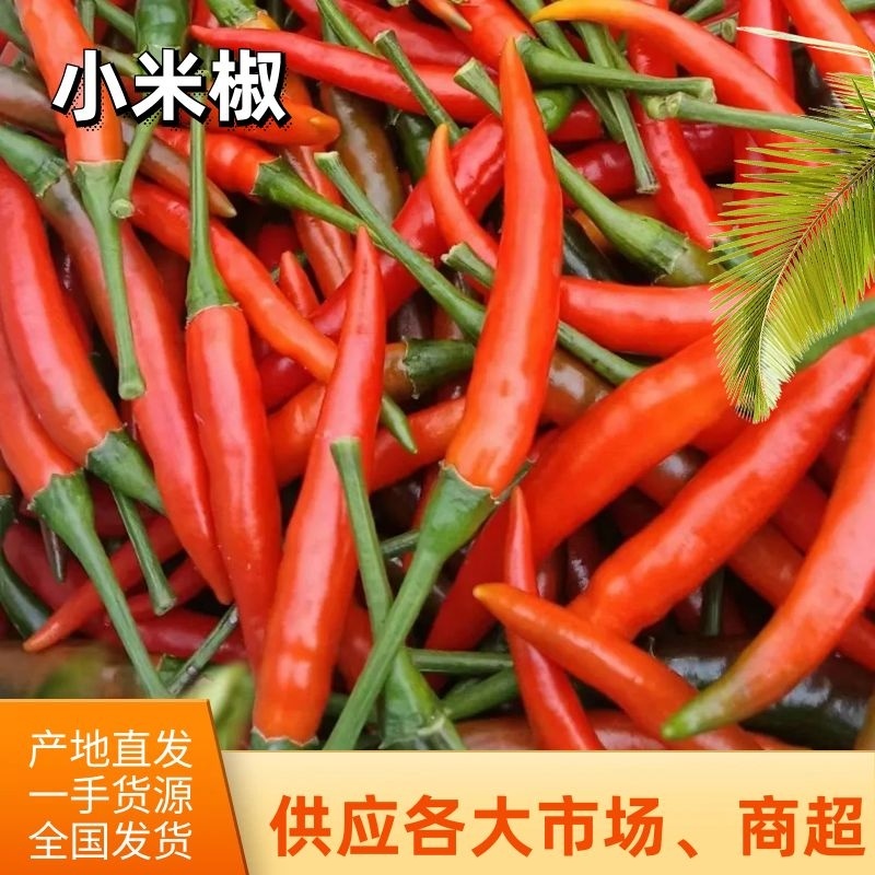 【精品】贵州小米椒朝天椒，基地种植，大量上市