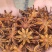【大红八角】广西秋季新货大红八角干货批发零售本地货源直发