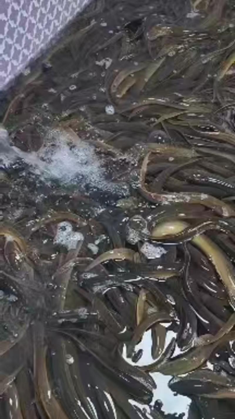 孟加拉鳝鱼产地直供可视频看货价格详谈提供包装对接全国客商