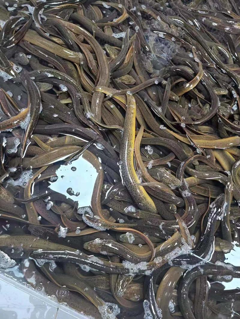 孟加拉鳝鱼产地直供可视频看货价格详谈提供包装对接全国客商