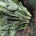 【精品】精诚苗光玉苗京城菊花苗光玉菊花苗精诚种苗基地直销