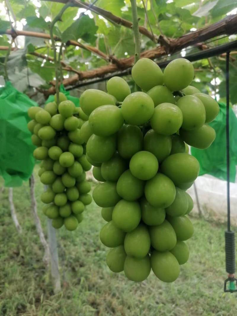 阳光玫瑰精品葡萄陕西户县大量上市价格合适欢迎咨询