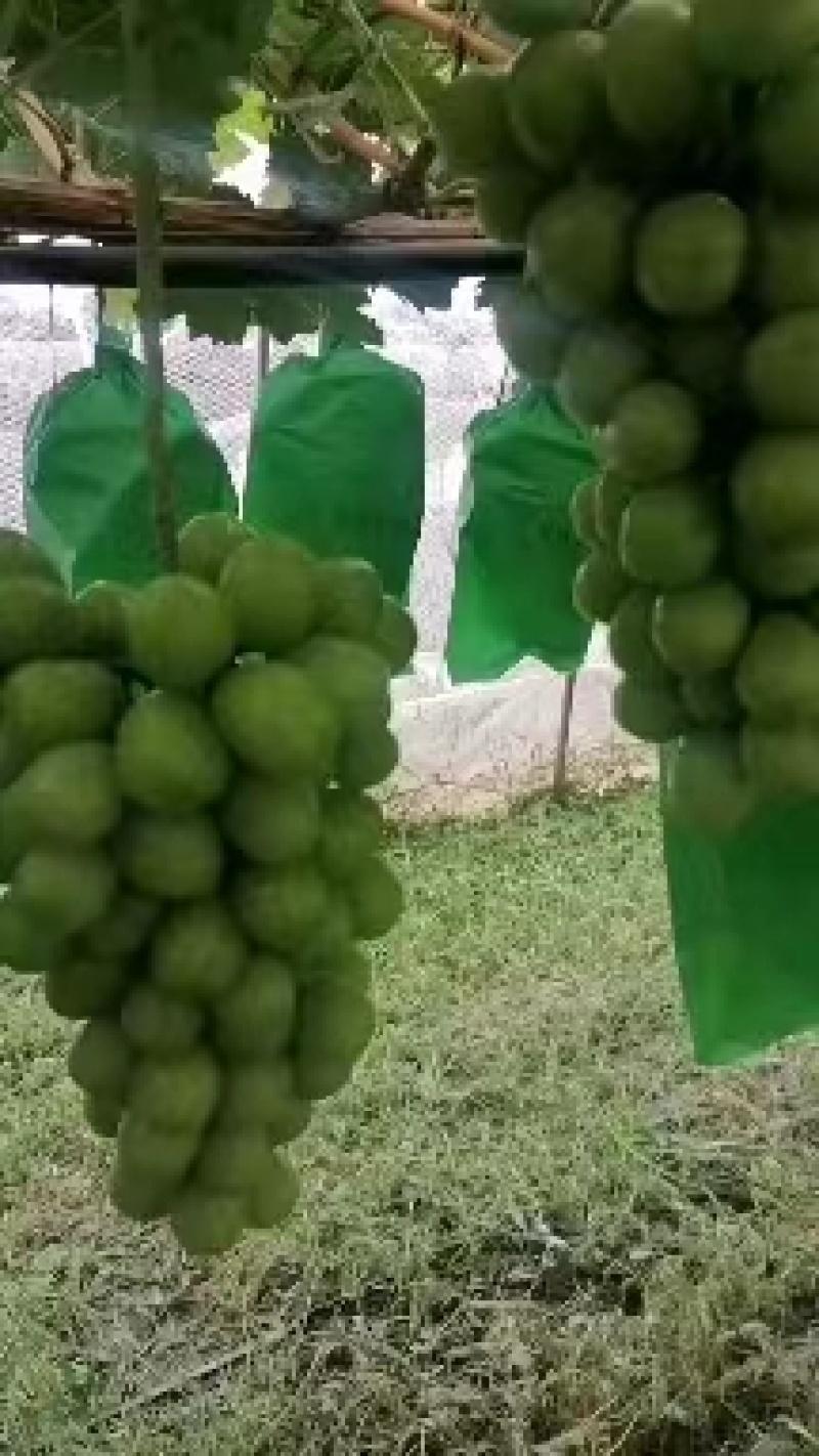 阳光玫瑰精品葡萄陕西户县大量上市价格合适欢迎咨询