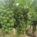 阳光玫瑰精品葡萄陕西户县大量上市价格合适欢迎咨询