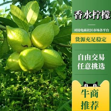 广东香水柠檬大量上市可视频看货欢迎咨询