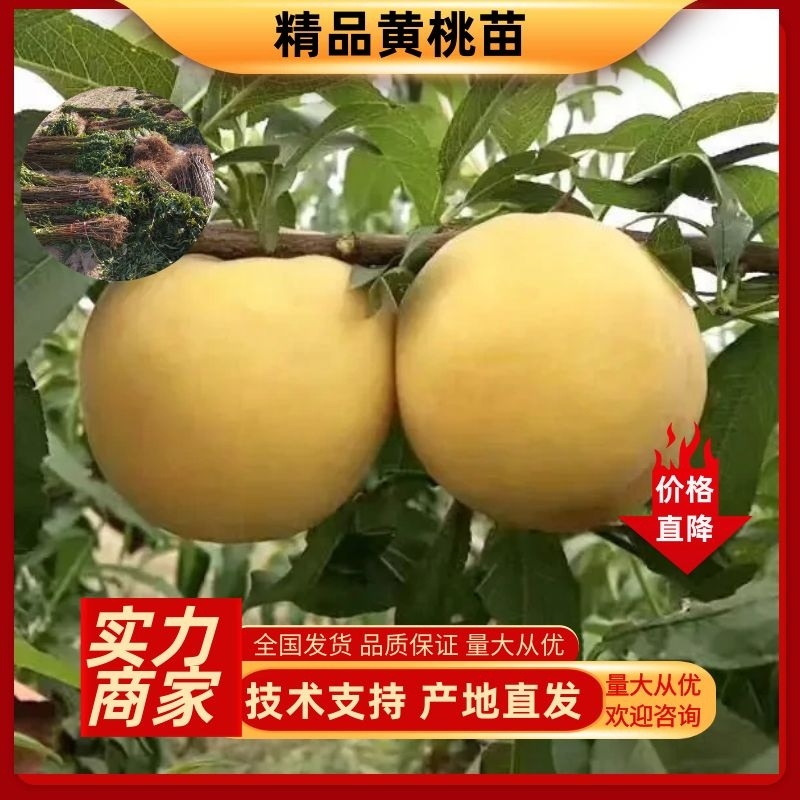 黄金蜜7号黄金蜜12号黄金蜜13号黄金脆黄金黄4