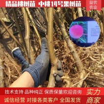 中桃14号郑州果科所新品种的早熟水蜜桃，浓香大果型