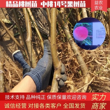 中桃14号郑州果科所新品种的早熟水蜜桃，浓香大果型
