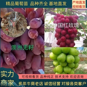 妮娜皇后阳光玫瑰黑美人巨峰红颜澳洲无籽嫁葡萄苗