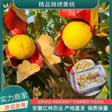 锦绣黄桃安徽砀山千亩果园基地直销，代发全国诚信代办