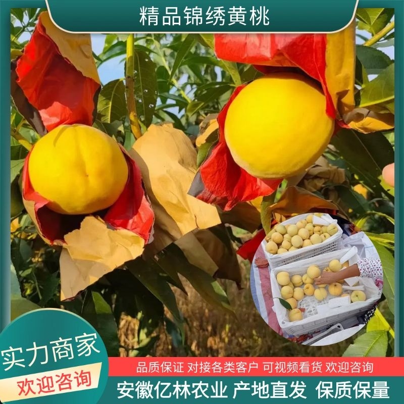 锦绣黄桃安徽砀山千亩果园基地直销，代发全国诚信代办