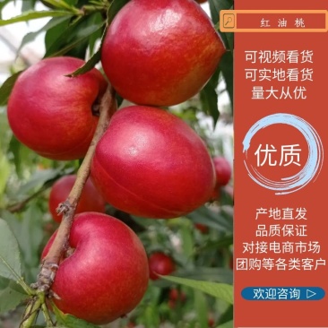 中油4号油桃红油桃红皮黄肉安徽砀山大棚油桃批发市场