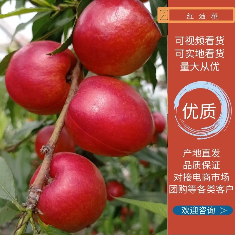中油4号油桃红油桃红皮黄肉安徽砀山大棚油桃批发市场