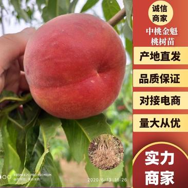 中桃金魁，果科所2020年新品种早熟甜黄桃苗单果300克