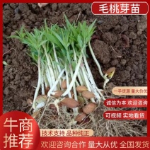 毛桃芽苗，毛桃小苗，小毛桃苗，小芽苗，包活