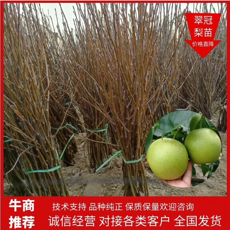 翠冠梨树苗，7月10号成熟，安徽砀山山东河南梨树保证品种