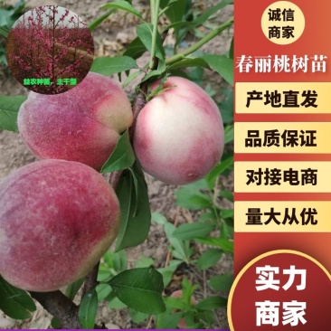 93春丽桃树苗，果实大，果香味浓郁，色彩艳丽，不变软