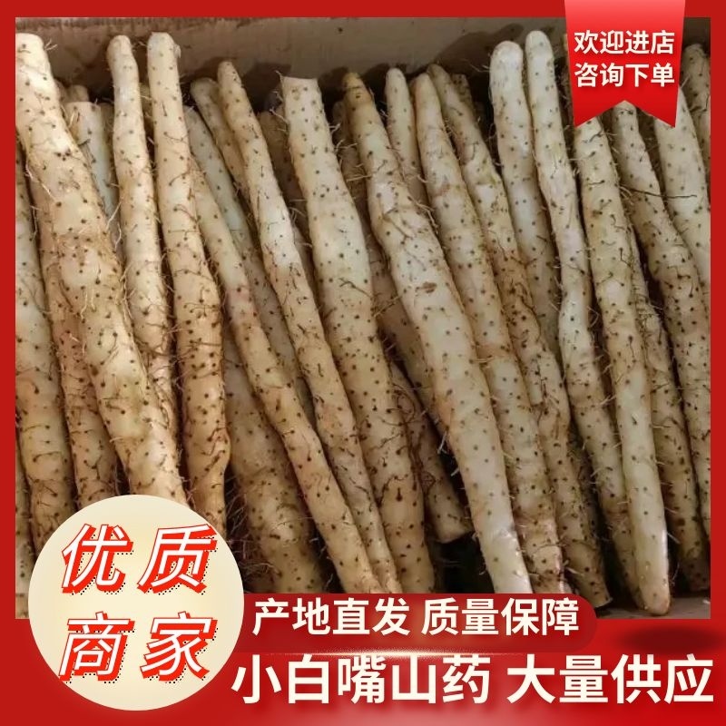 【小白嘴山药】安平山药大量供应可视频看货软糯香甜