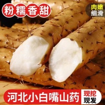 【精品】山药小白嘴山药2023新货供应量大从优