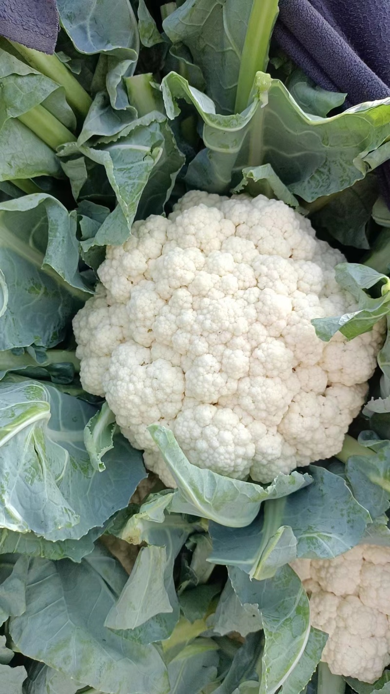 河北邯郸精品花菜净菜松花菜产地直供货源充足可视频看货电联