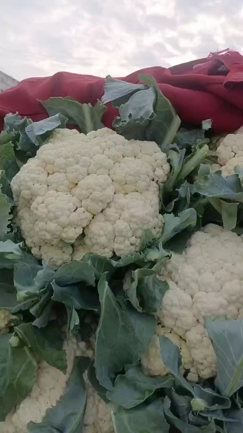 河北邯郸精品花菜净菜松花菜产地直供货源充足可视频看货电联