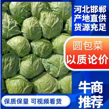 河北本地精品甘蓝圆包菜大量供应提供产地一条龙服务诚信合作电联