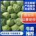 河北本地精品甘蓝圆包菜大量供应提供产地一条龙服务诚信合作电联