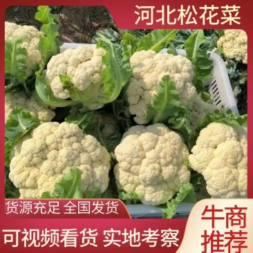 河北邯郸精品花菜净菜松花菜产地直供货源充足可视频看货电联