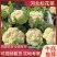 河北邯郸精品花菜净菜松花菜产地直供货源充足可视频看货电联