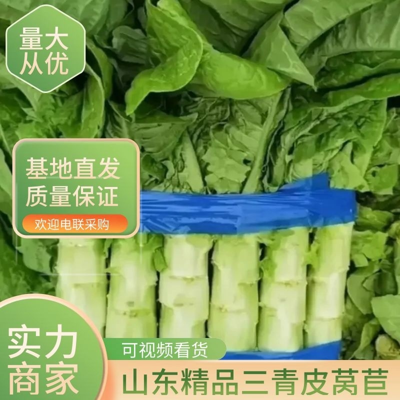 山东三青皮莴苣大量上市品质保证一手货源量大从优