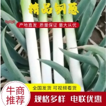 忻州精品大葱铁杆大葱钢葱大量上市品质保证欢迎