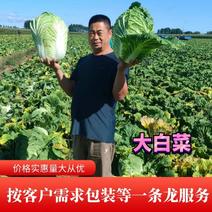 青州【黄心白菜】黄心大白菜产地直发欢迎全国各地老板