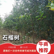 突尼斯软籽石榴树规格齐全品质保证价格面谈