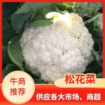 【推荐】河南大量应季花菜上市量大从优品质保证