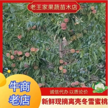 精品蜜桃，山东青州蜜桃现摘现发，口感好对接电商市场商超