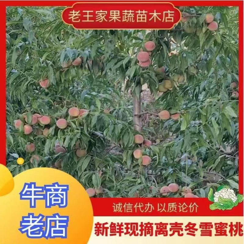 精品蜜桃，山东青州蜜桃现摘现发，口感好对接电商市场商超
