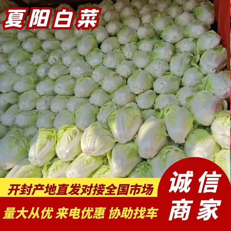 大白菜大量上市产地直供量大优惠保质保量欢迎进店咨询